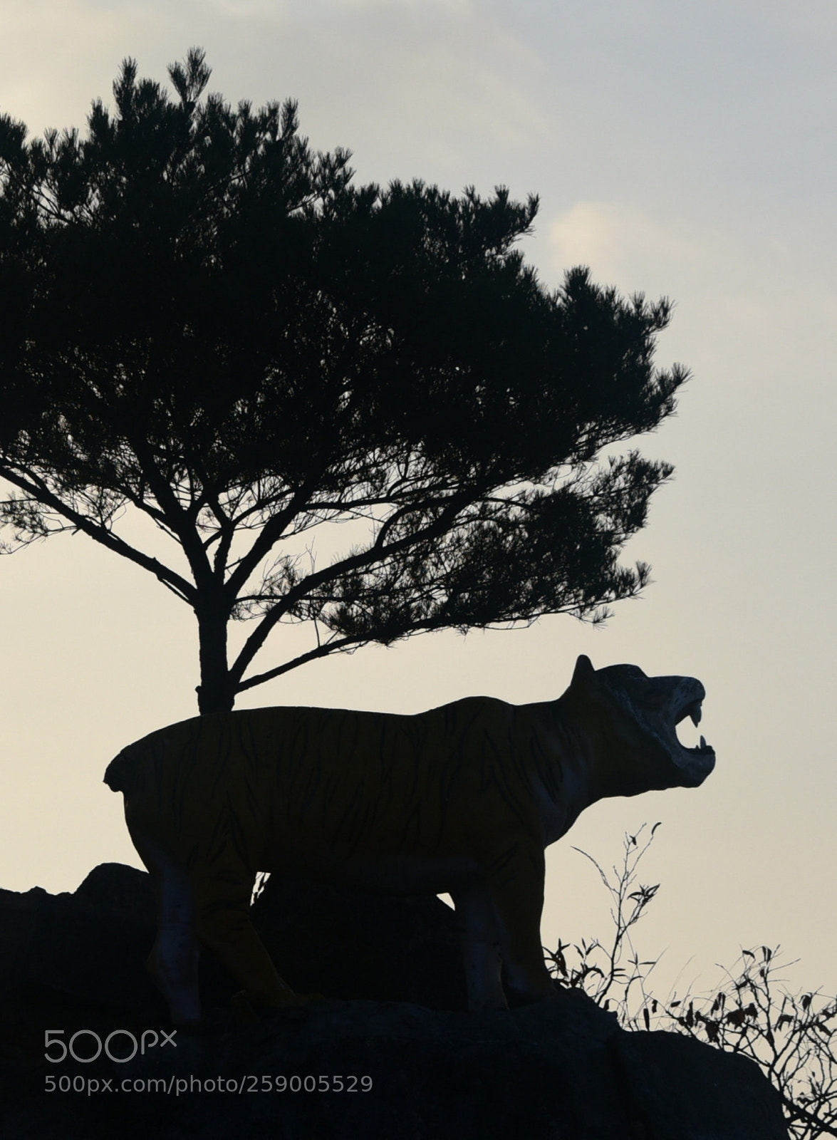 Nikon D750 sample photo. * tiger rock ( ii ) photography