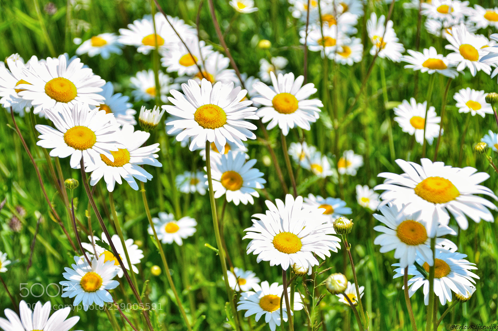 Nikon D3100 sample photo. Daisies flowers photography