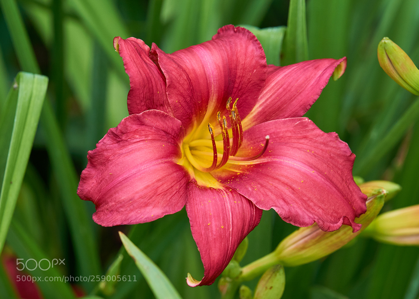 Sony a6000 sample photo. Daylily photography