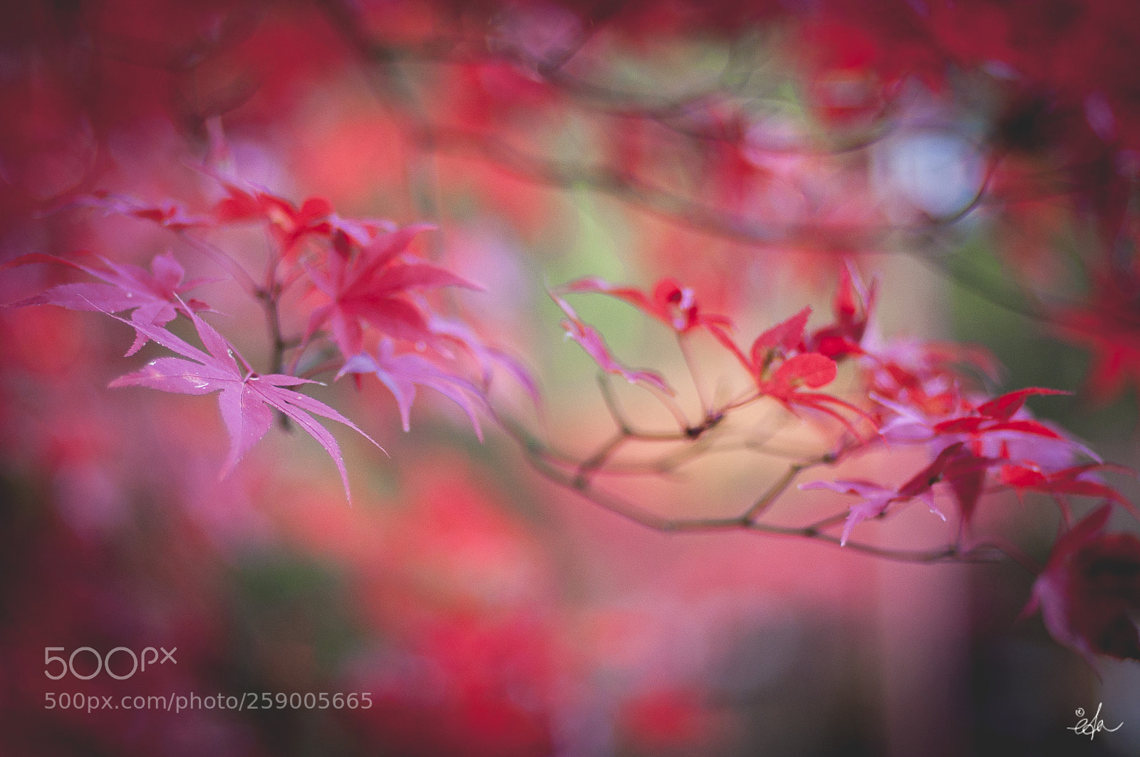 Nikon D90 sample photo. Japon momijigari eda photography