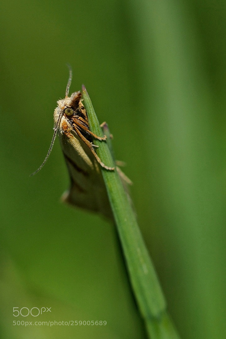 Sony SLT-A58 sample photo. Macro photography