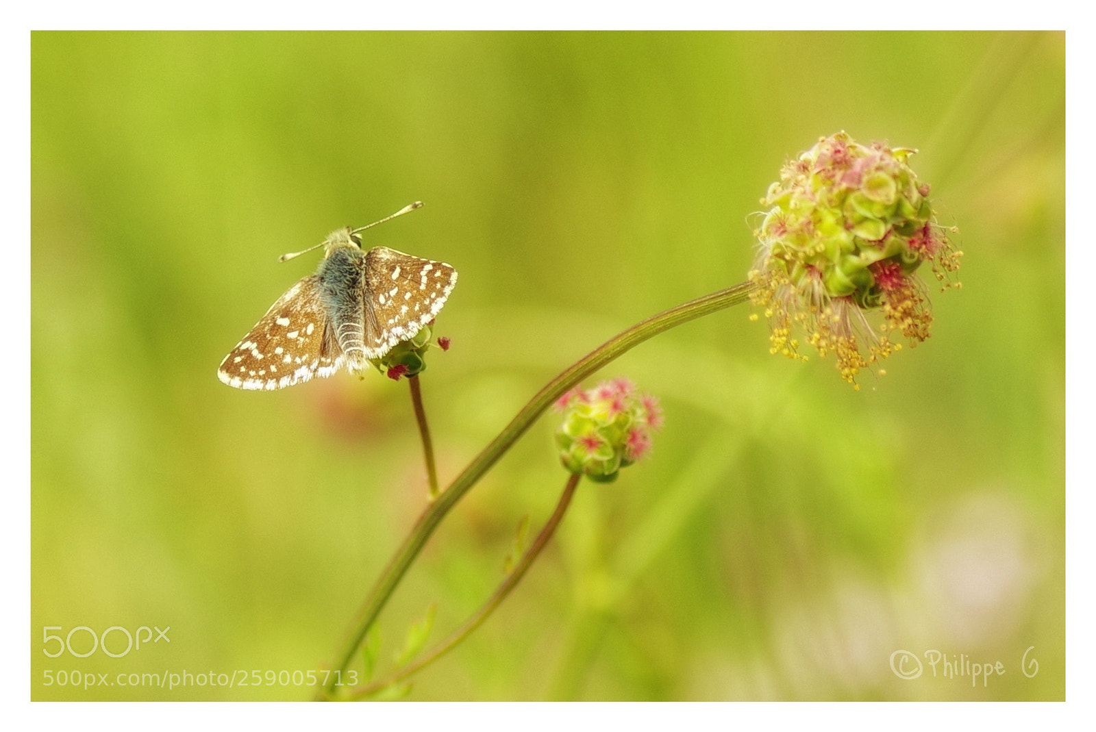 Pentax K-70 sample photo. Papillon photography