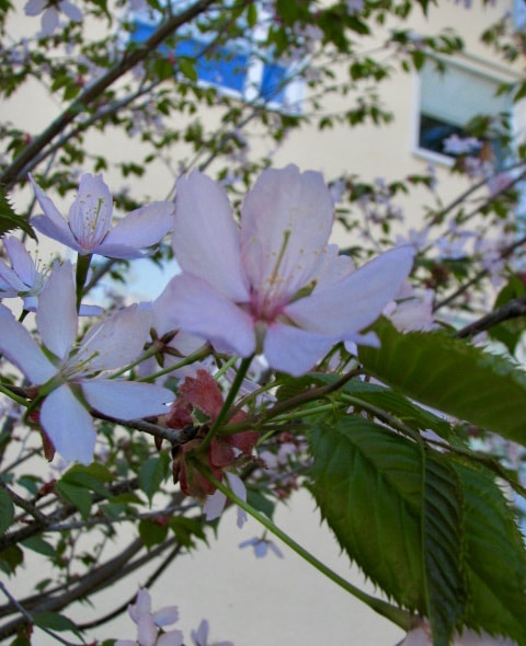 Canon POWERSHOT S3 IS sample photo. Cherry blossom photography