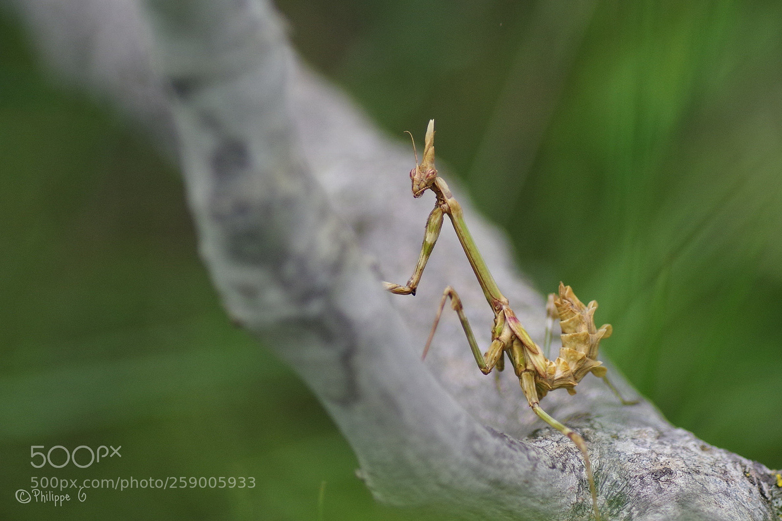 Pentax K-70 sample photo. Diablotin photography