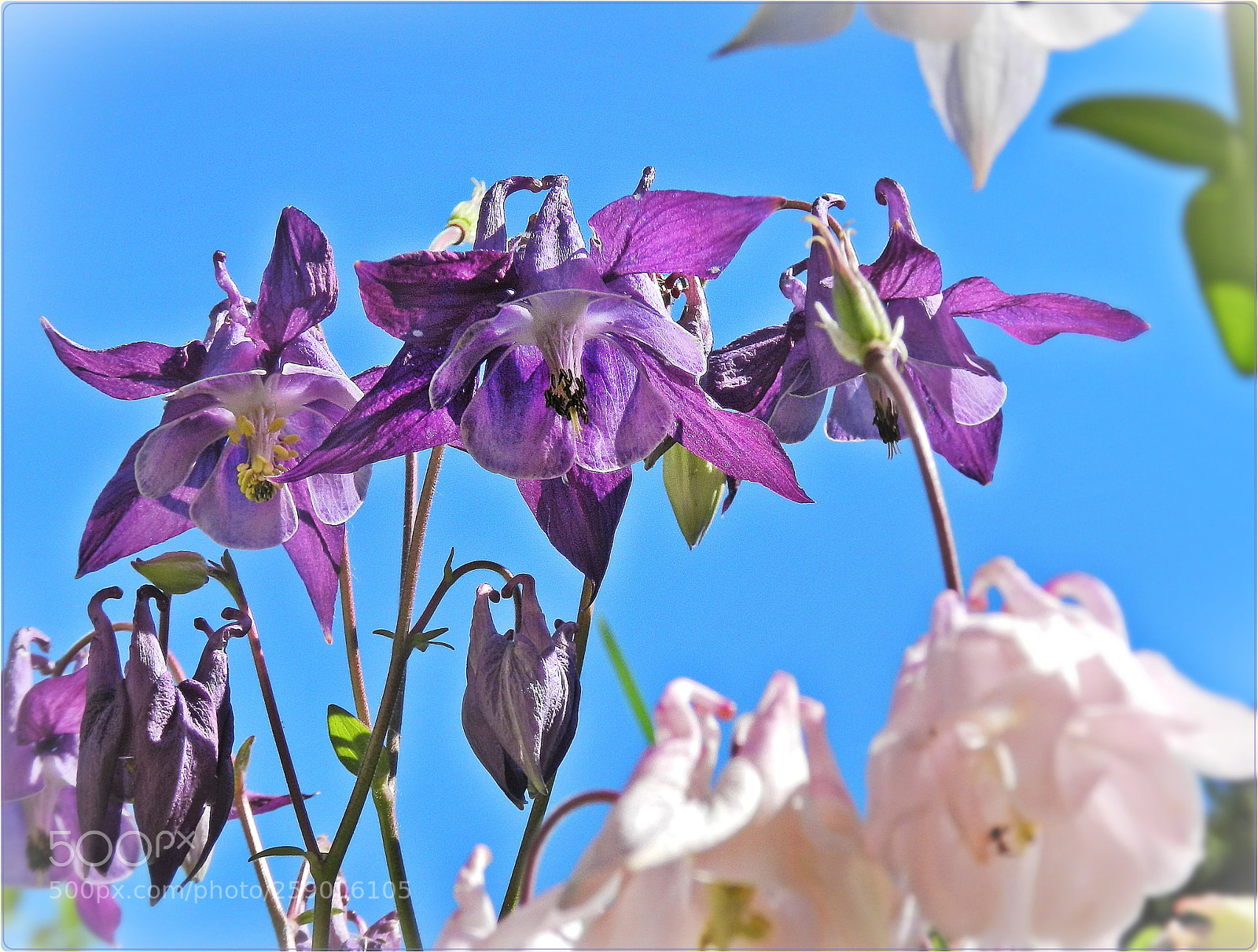 Nikon Coolpix P500 sample photo. Old- fashioned graceful columbine photography