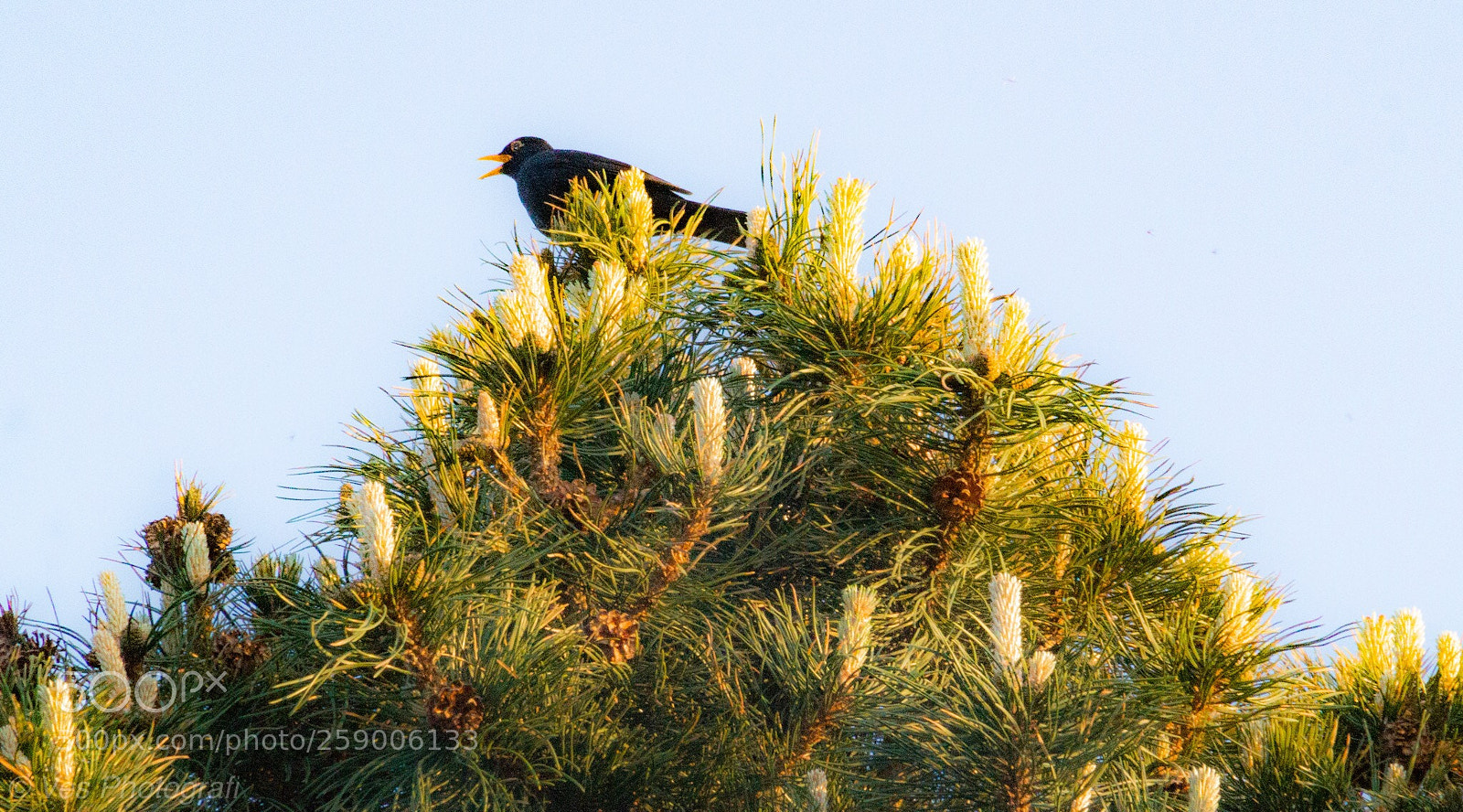 Sony SLT-A58 sample photo. Singing blackbird photography