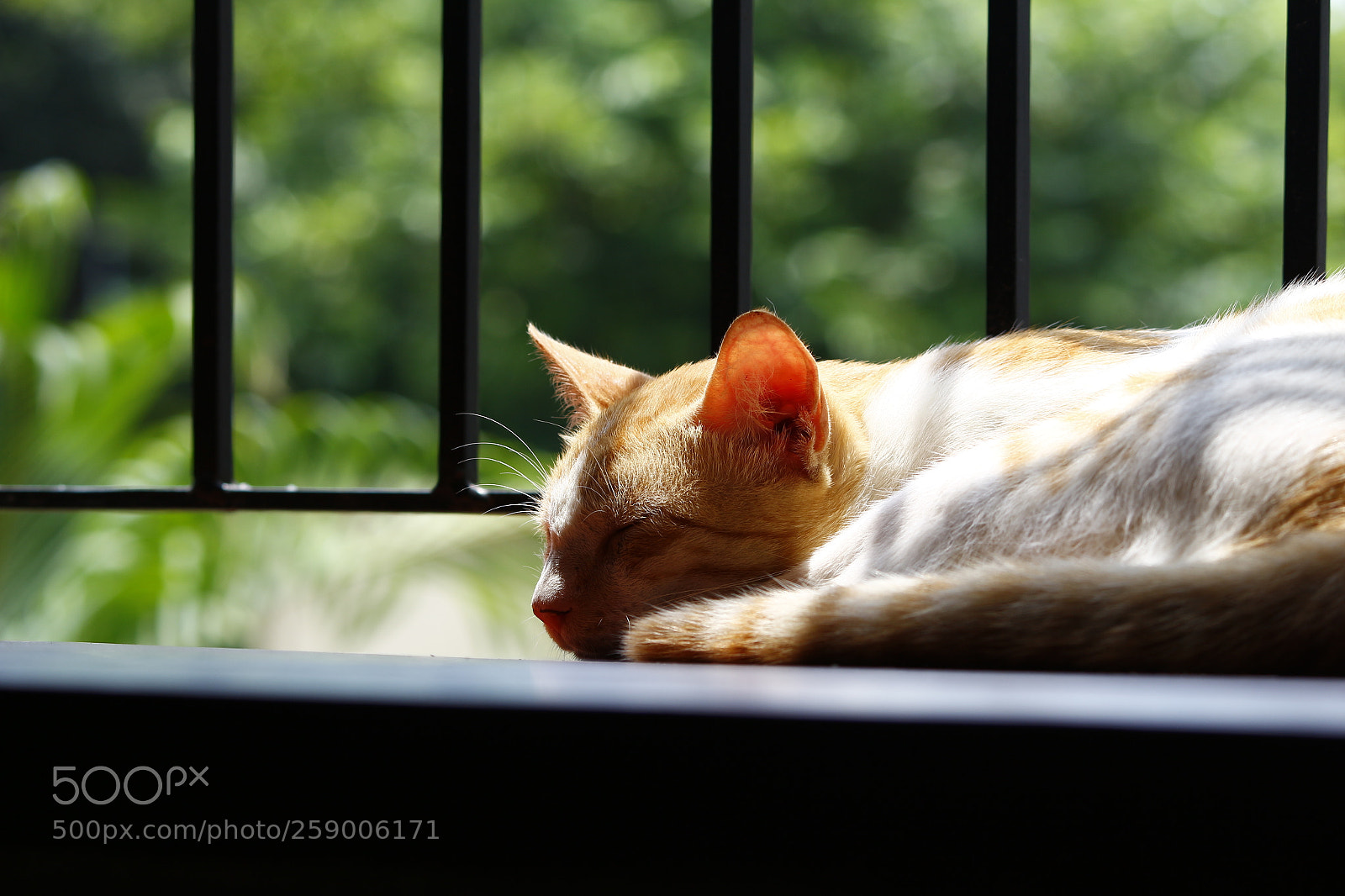 Canon EF-S 55-250mm F4-5.6 IS II sample photo. Cat sleeping on window photography