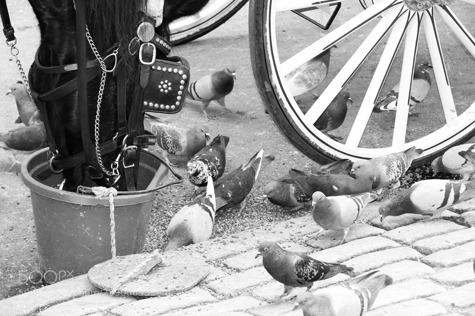 Canon EOS 800D (EOS Rebel T7i / EOS Kiss X9i) sample photo. Feeding time photography