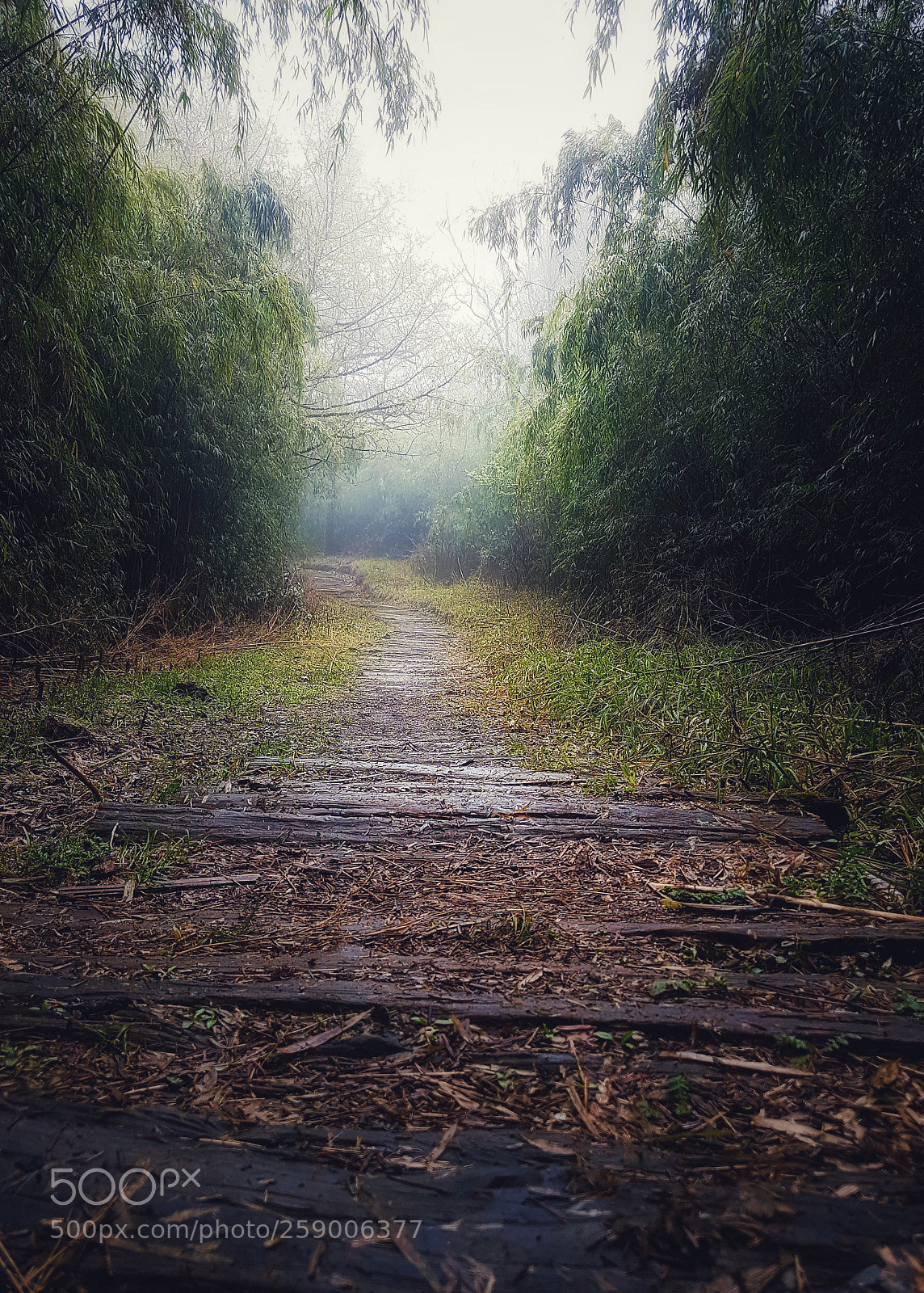 Samsung Galaxy S7 Edge sample photo. Unknown path photography