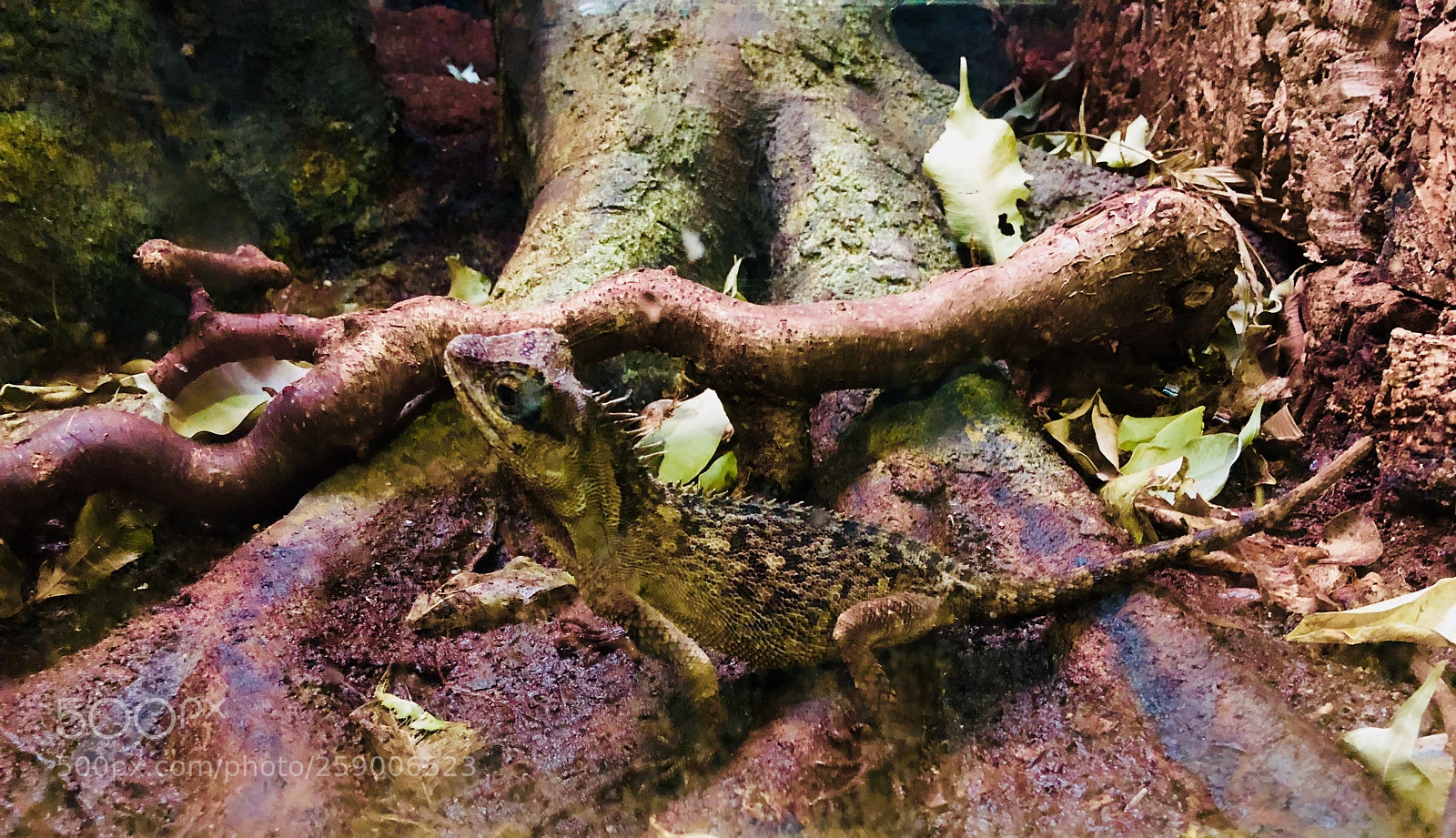 Apple iPhone X sample photo. Afb dd c afbf photography