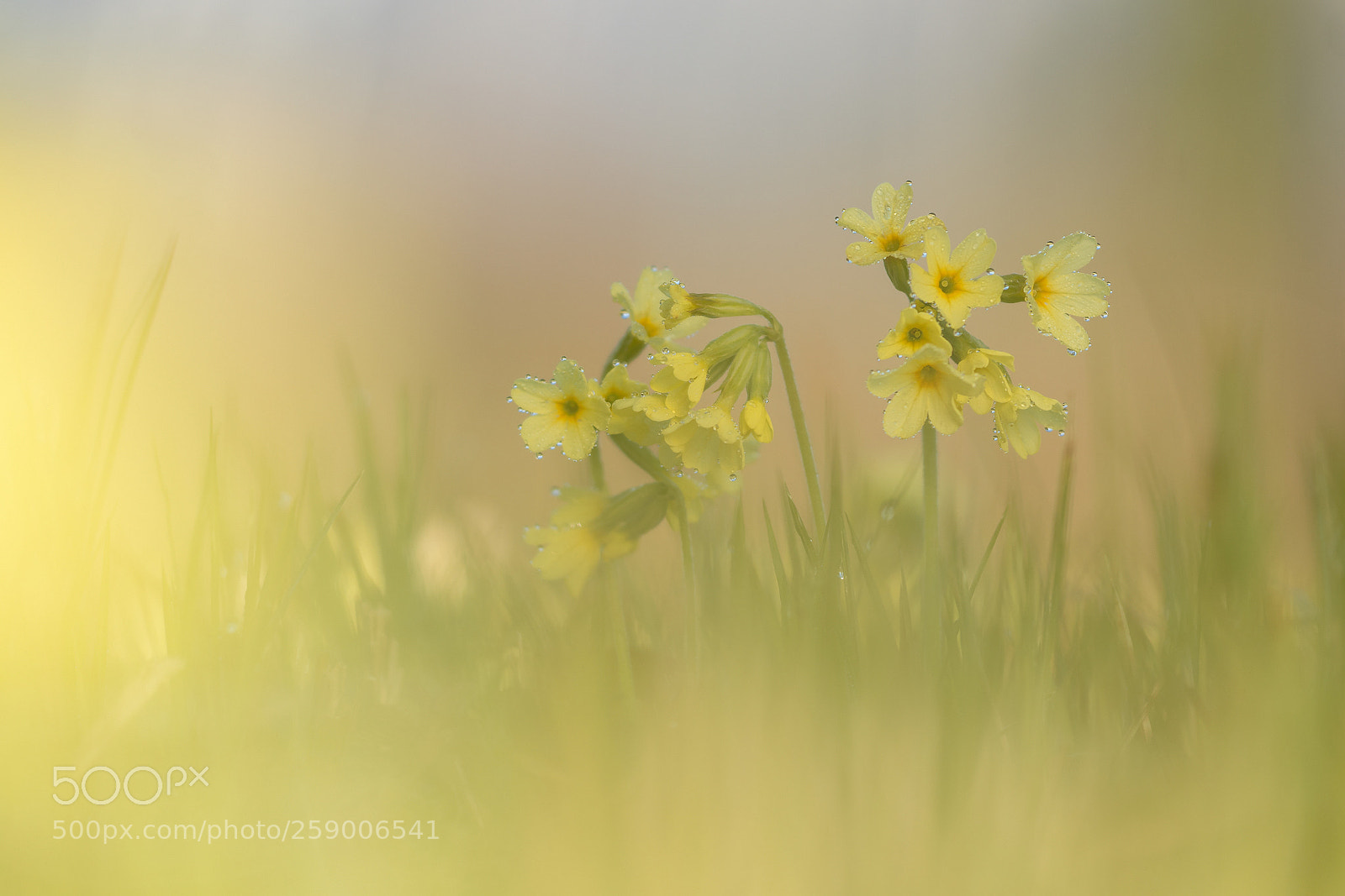 Nikon D500 sample photo. Springtime iv photography