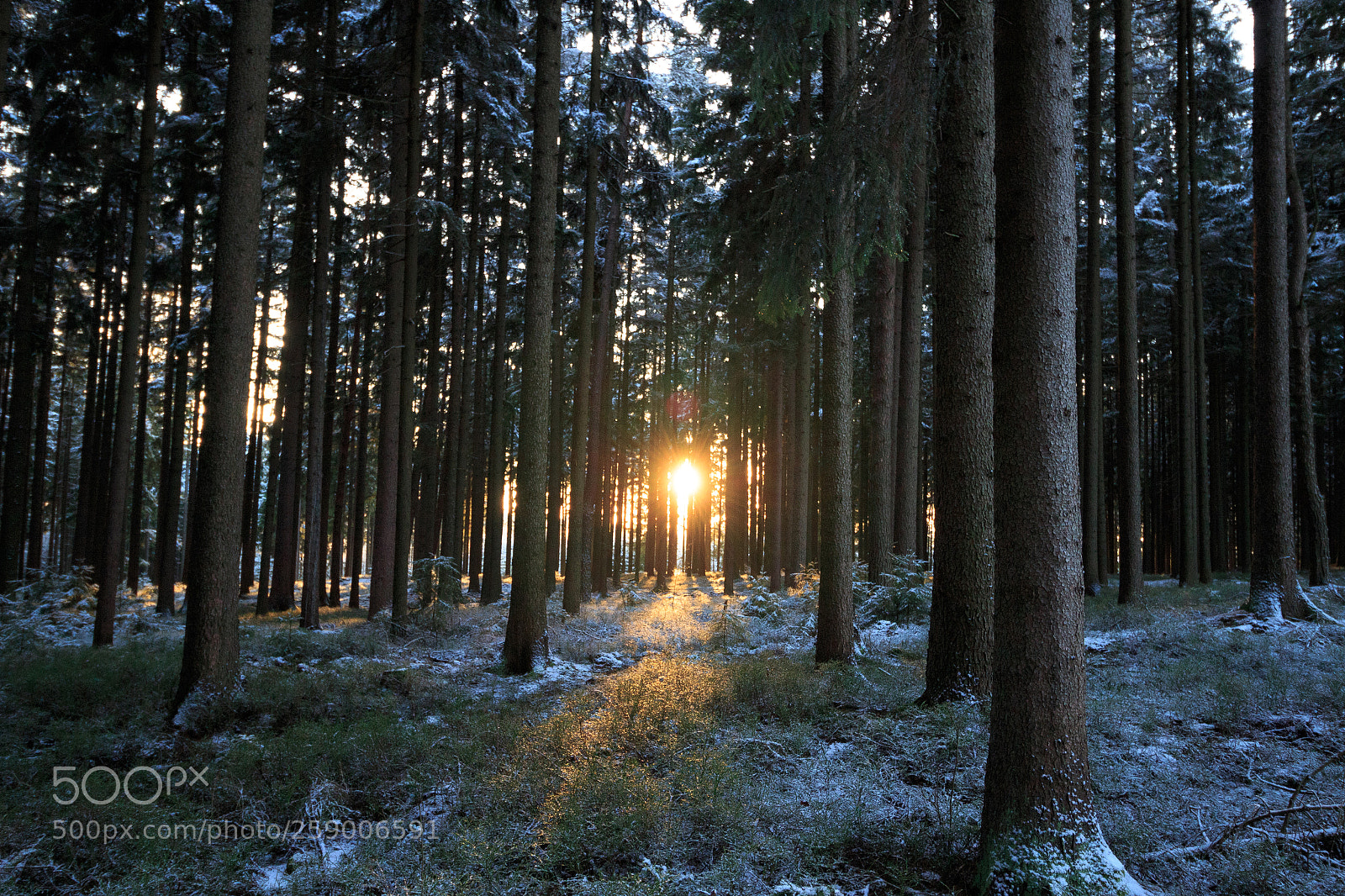 Canon EOS 100D (EOS Rebel SL1 / EOS Kiss X7) sample photo. Forest magic sun photography
