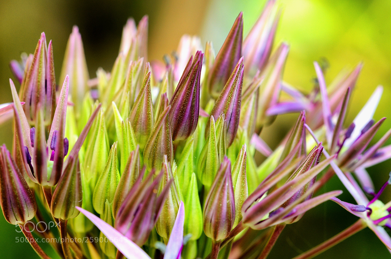 Nikon D7000 sample photo. Allium in preparation photography