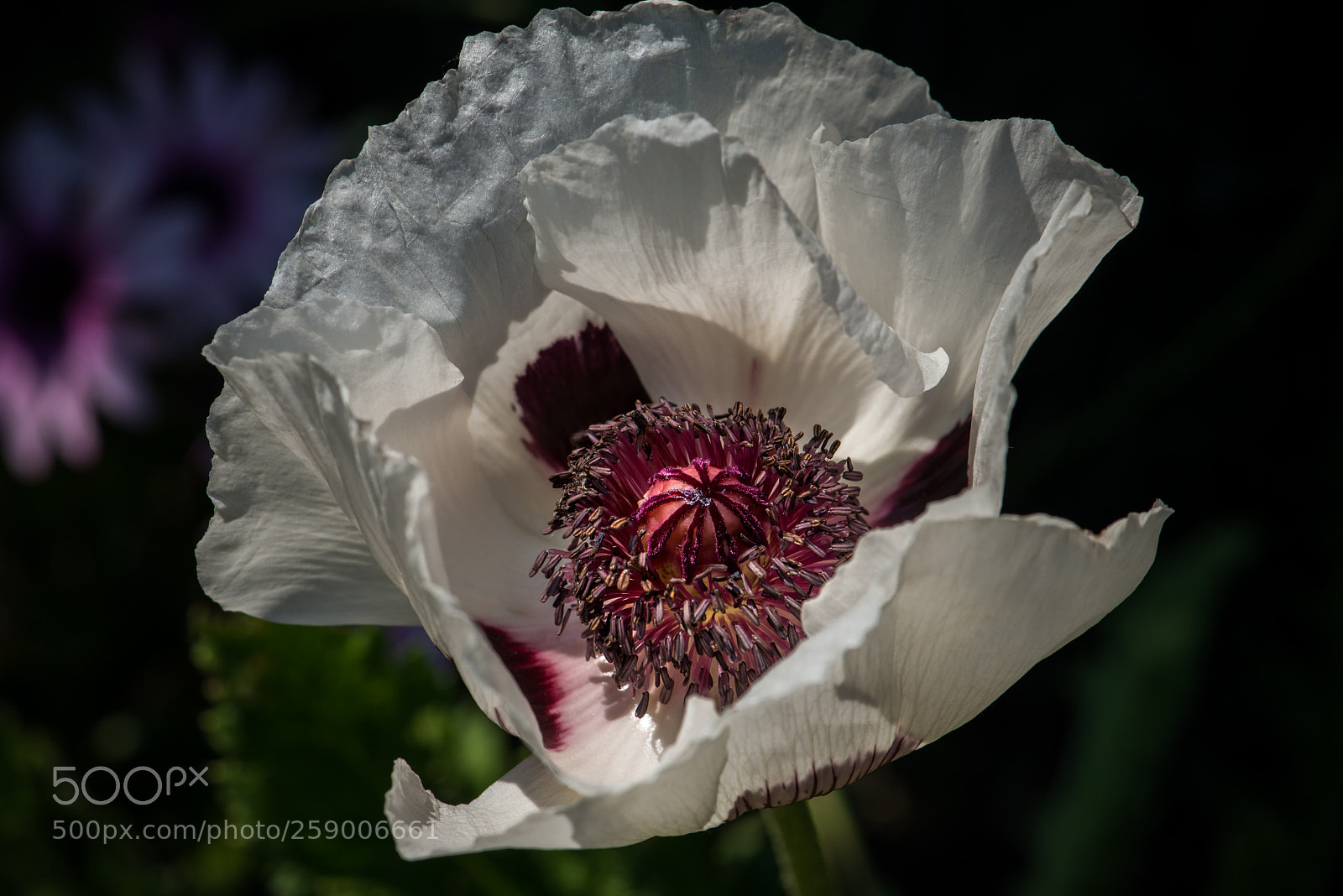 Nikon D800 sample photo. Oriental poppy photography