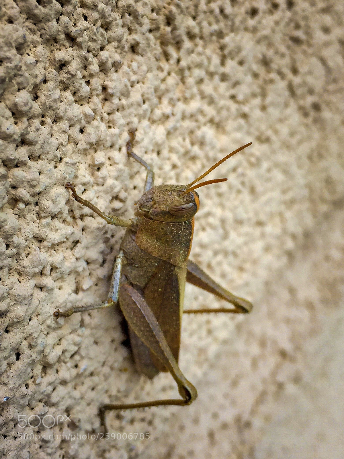 Apple iPhone 6 sample photo. Grasshopper  photography