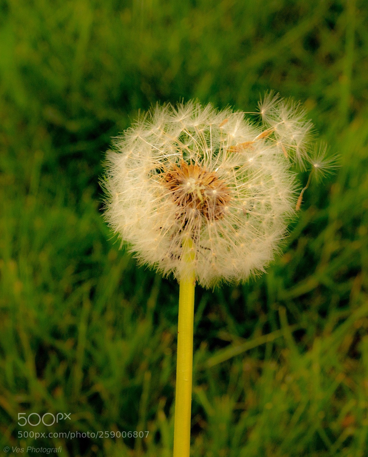 Sony SLT-A58 sample photo. Mælkebøtte  photography