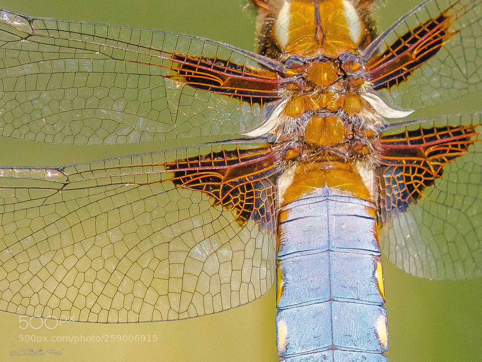 Olympus OM-D E-M1 Mark II sample photo. Details of the dragonfly photography