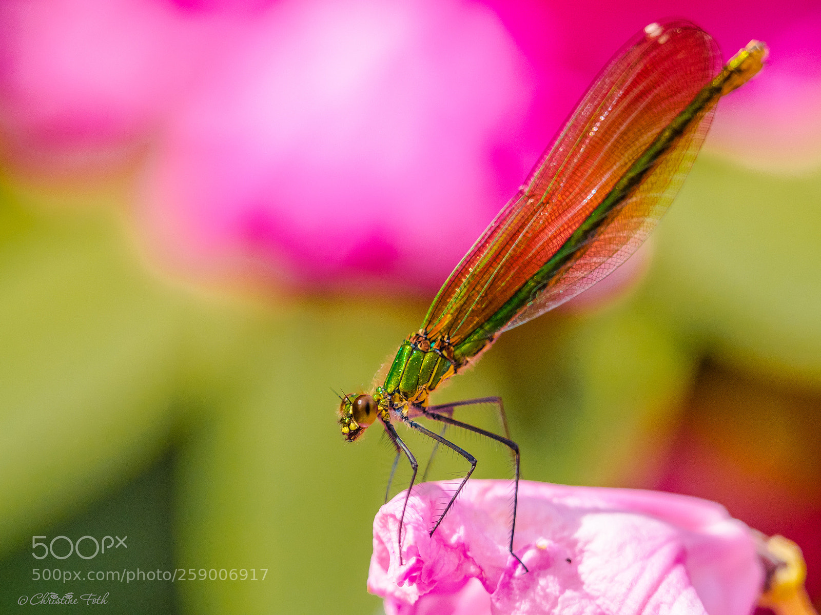 Olympus OM-D E-M1 Mark II sample photo. Little dragonfly photography