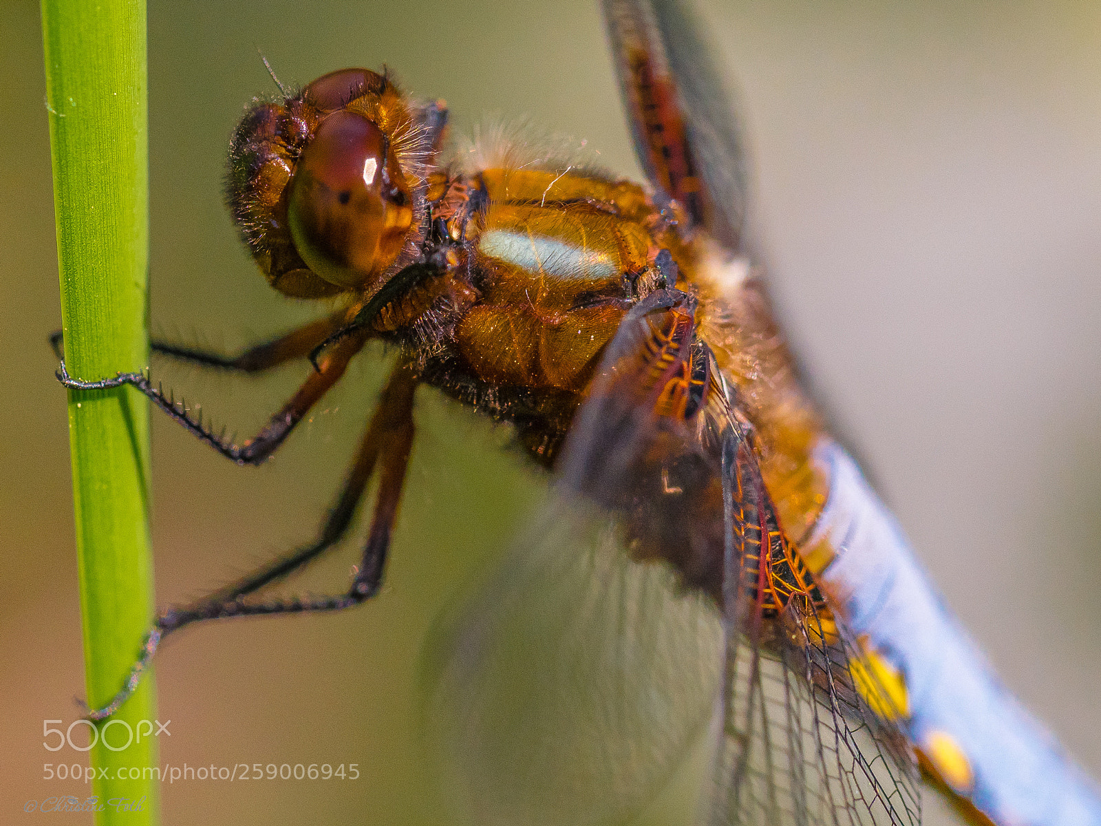 Olympus OM-D E-M1 Mark II sample photo. Dragonfly at the pond photography