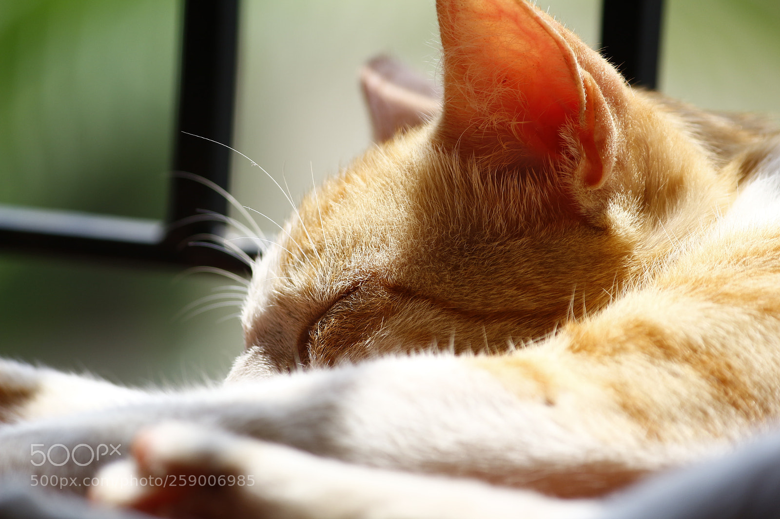 Canon EF-S 55-250mm F4-5.6 IS II sample photo. Zoomed sleepy cat photography