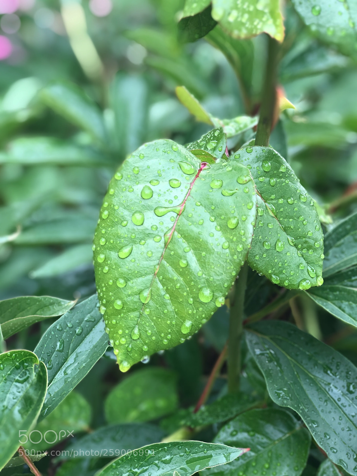 Apple iPhone 8 Plus sample photo. Droplets photography