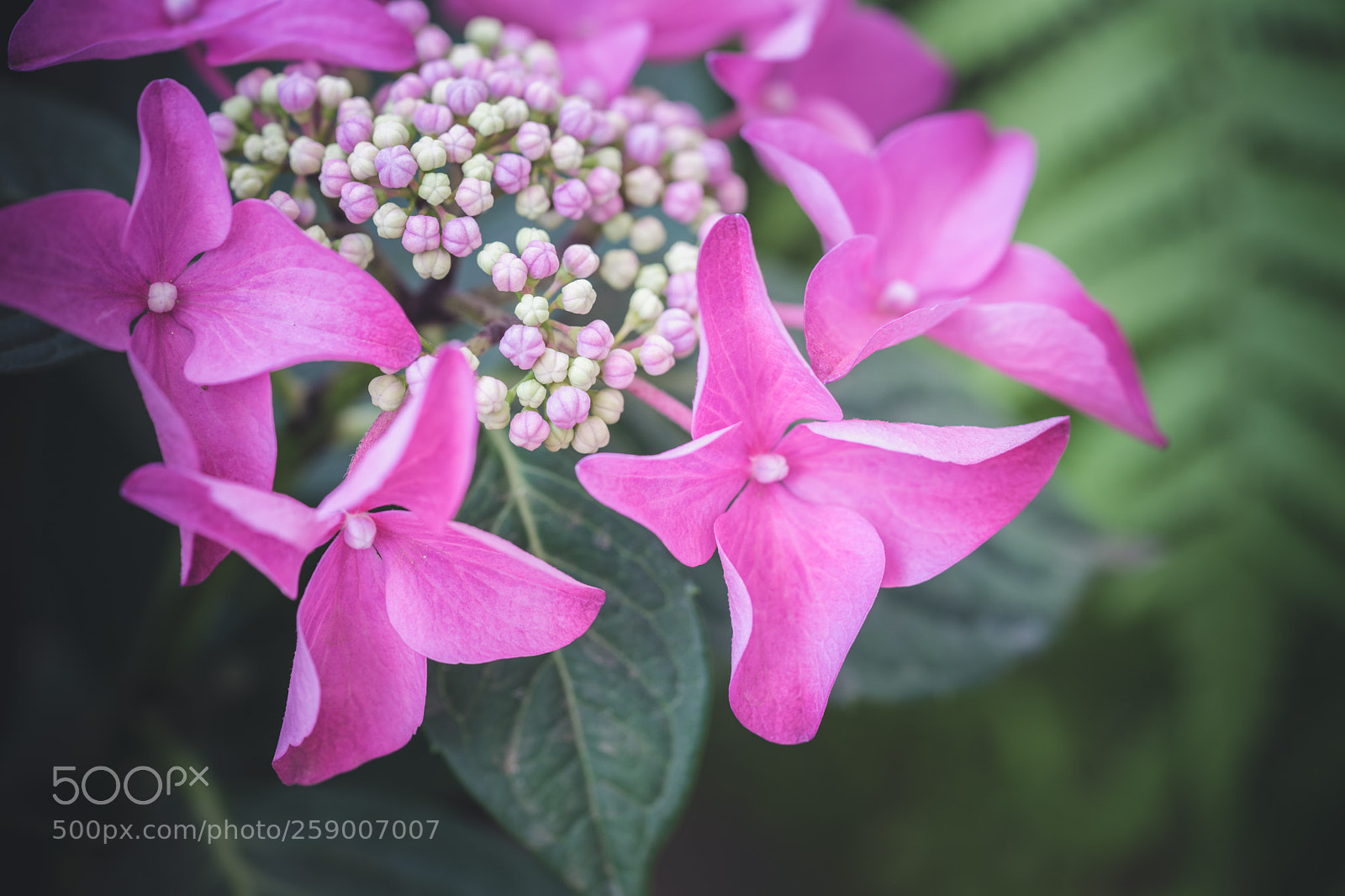 Sony a7 II sample photo. Hydrangea photography