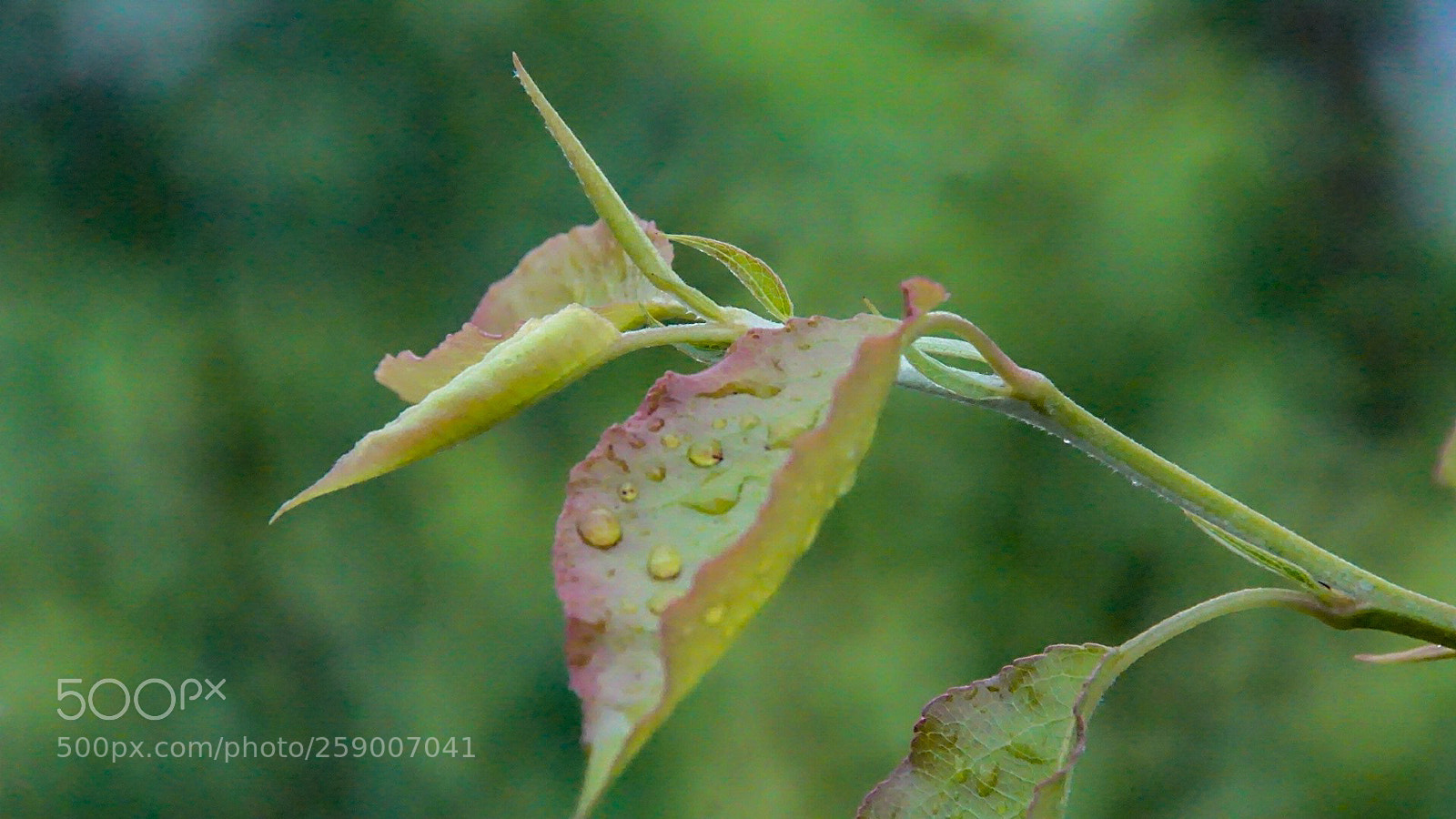 Sony a6000 sample photo. Rainy leaves photography