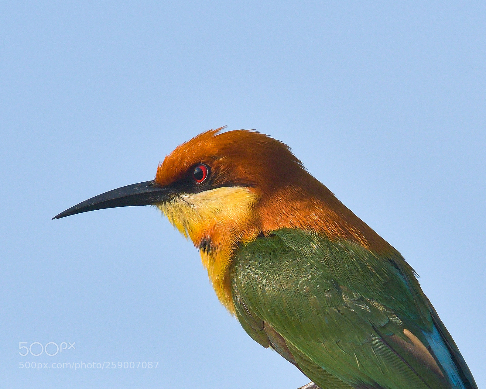 Nikon D500 sample photo. Chestnut headed bee eater photography