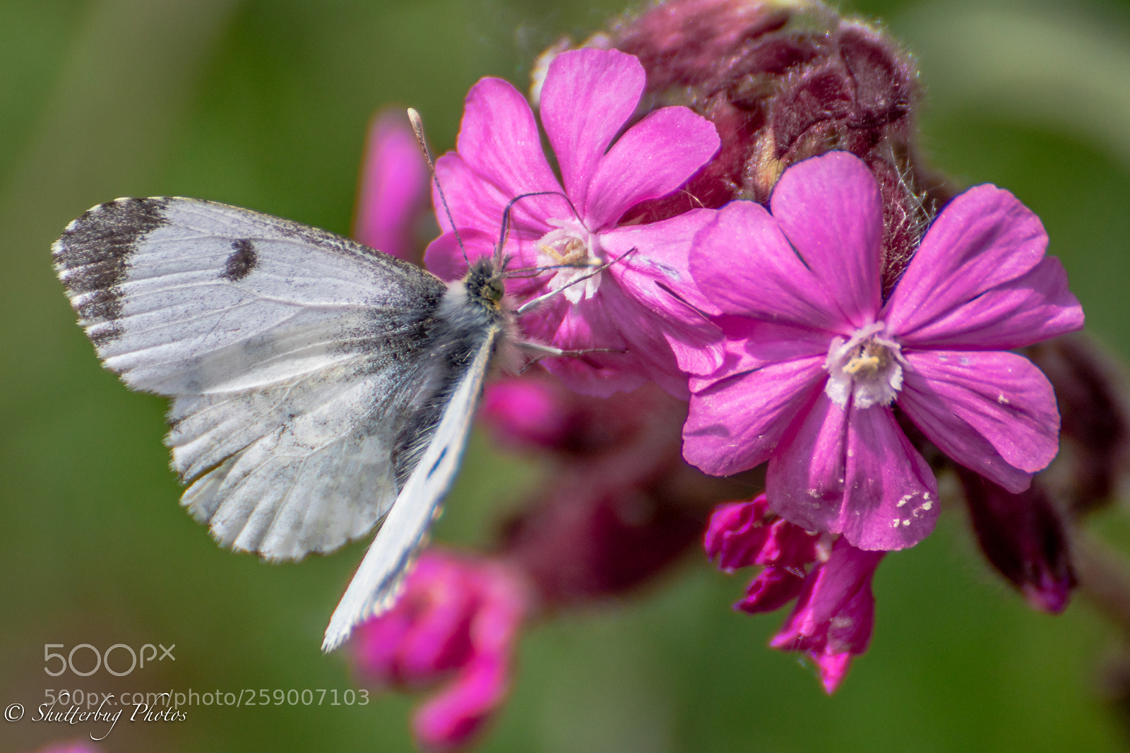 Canon EOS 80D sample photo. Female orange tip photography