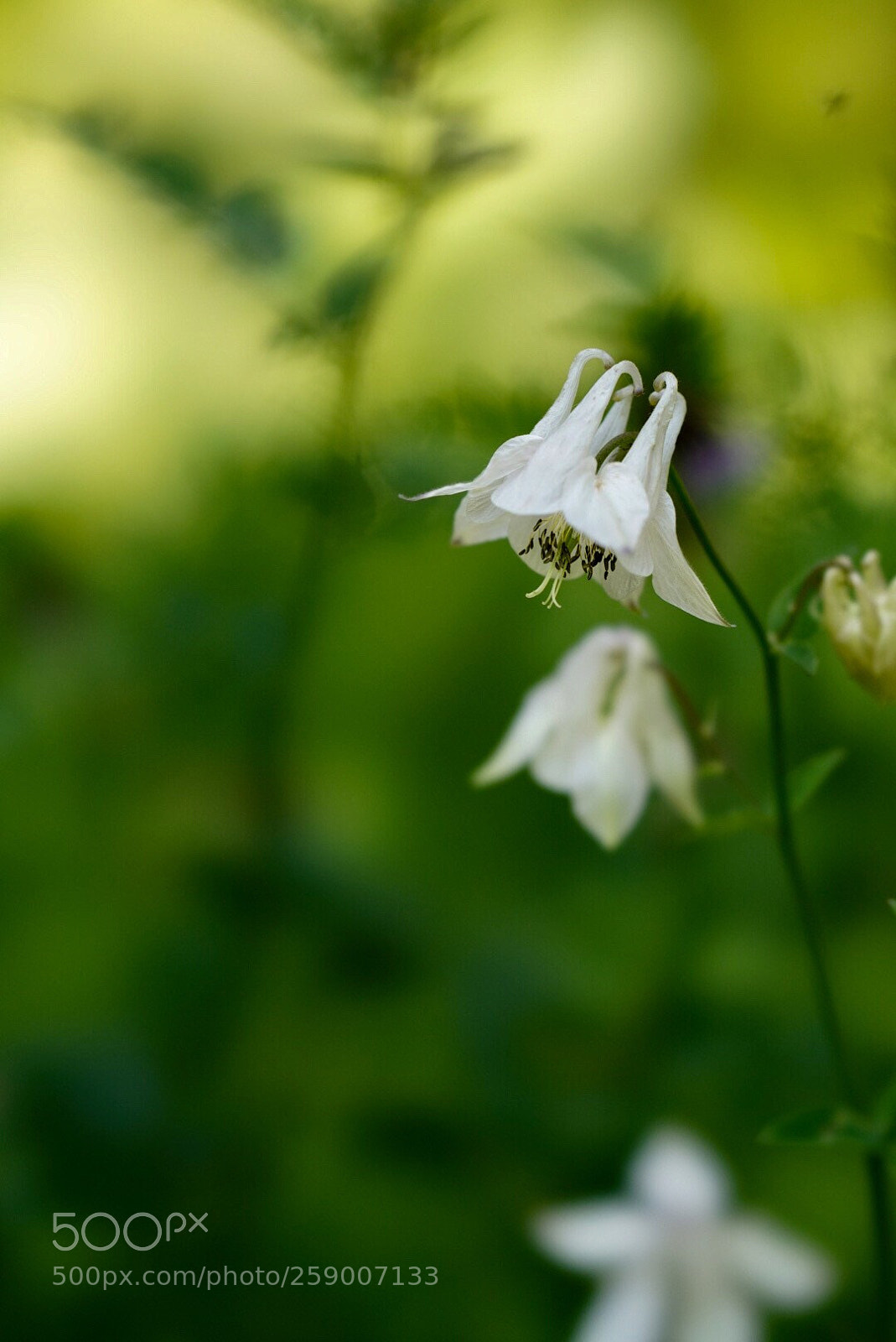 Sony a7R III sample photo. White photography