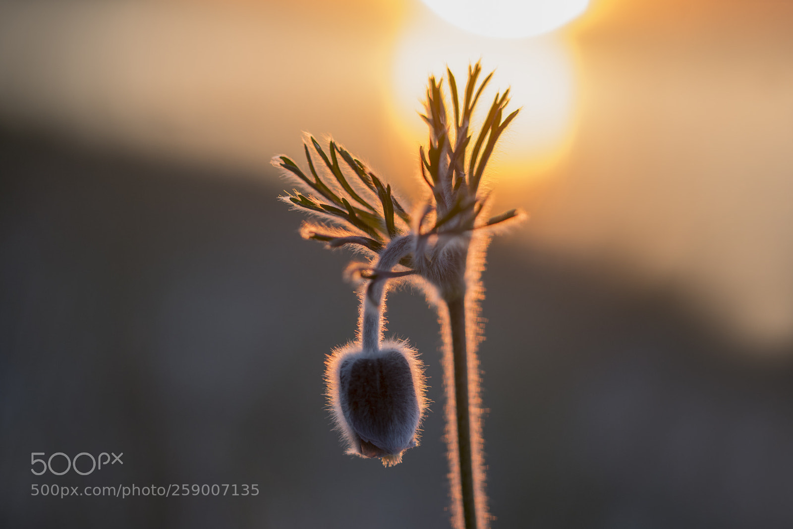 Nikon D750 sample photo. Sunset photography