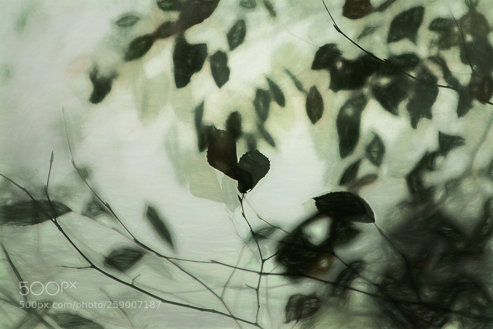 Canon EOS 70D sample photo. Foliage photography