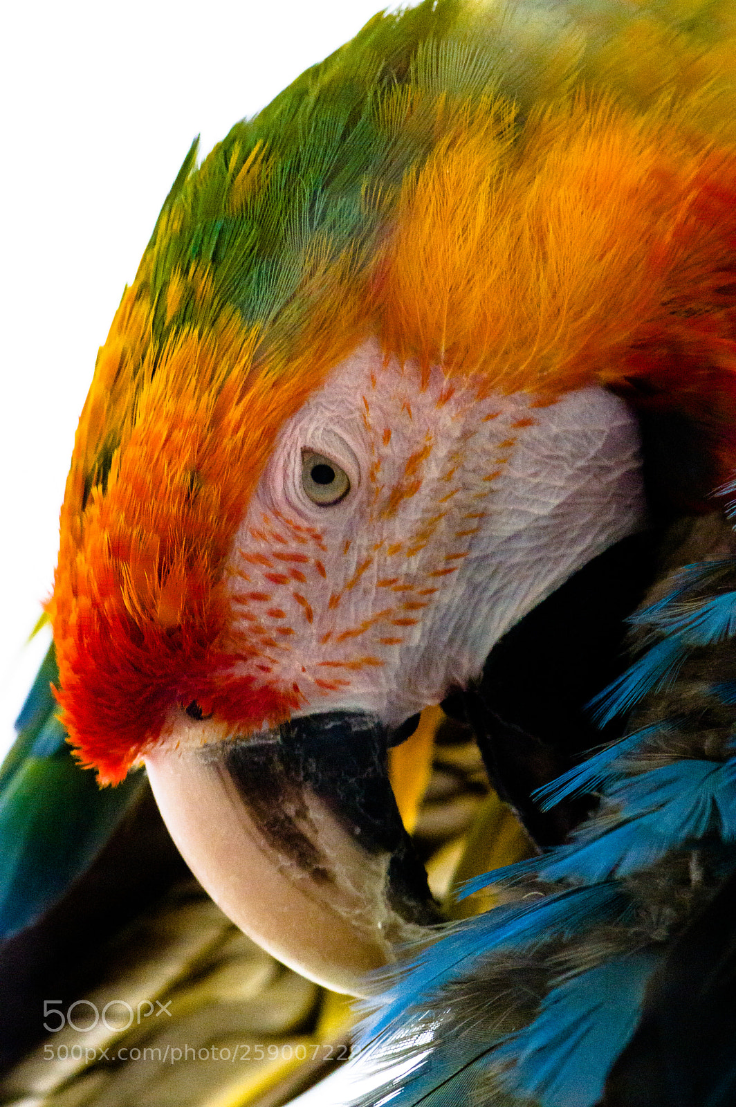 Pentax K-3 sample photo. Scarlet macaw photography