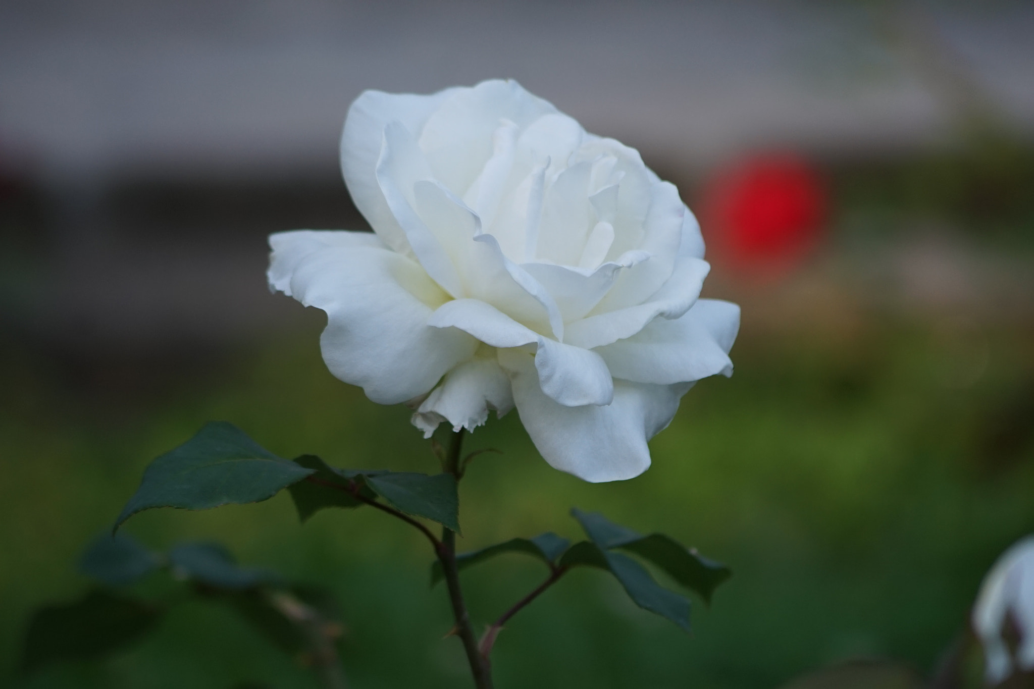 Sony DT 55-200mm F4-5.6 SAM sample photo. White rose photography