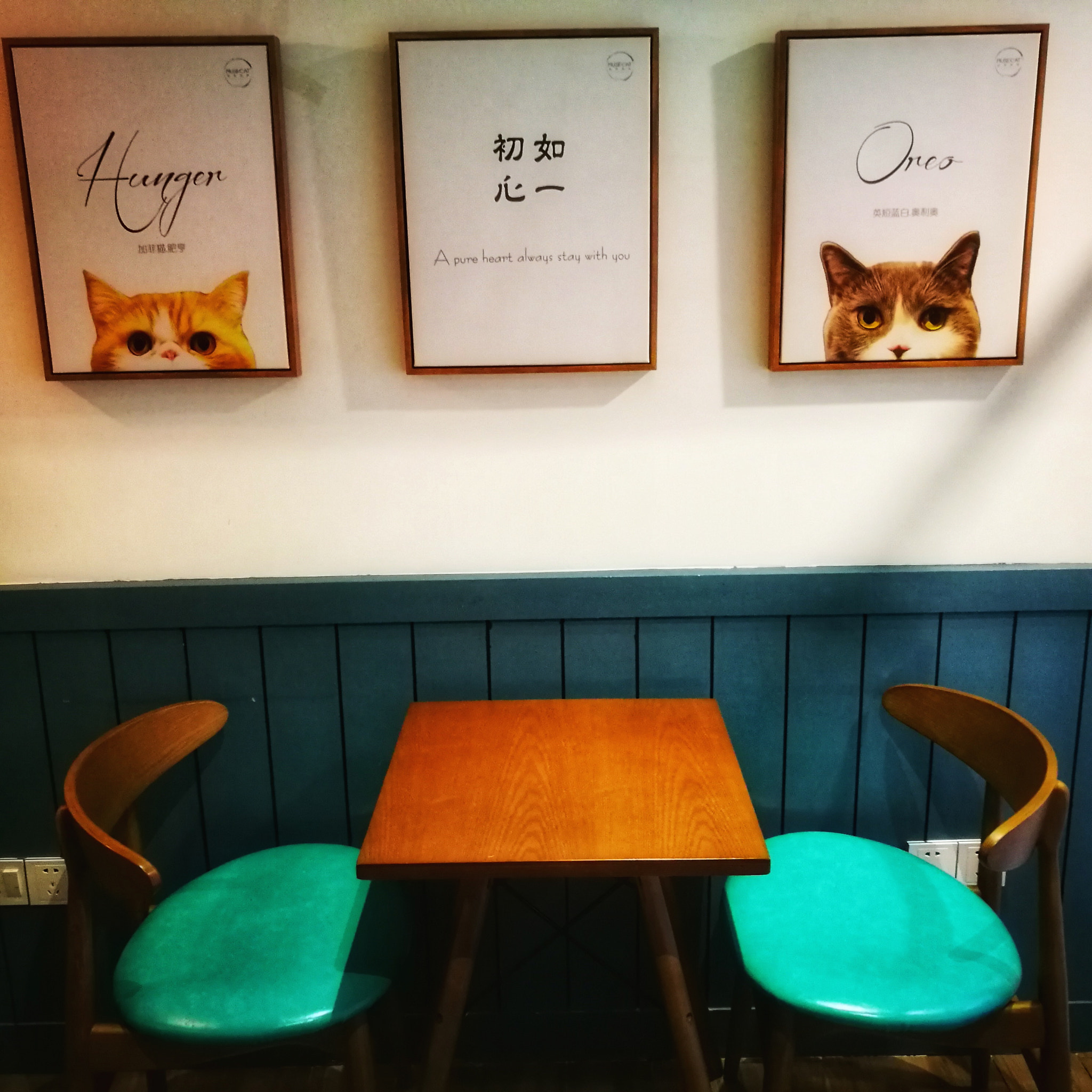 HUAWEI P9 Plus sample photo. Cat cafe photography
