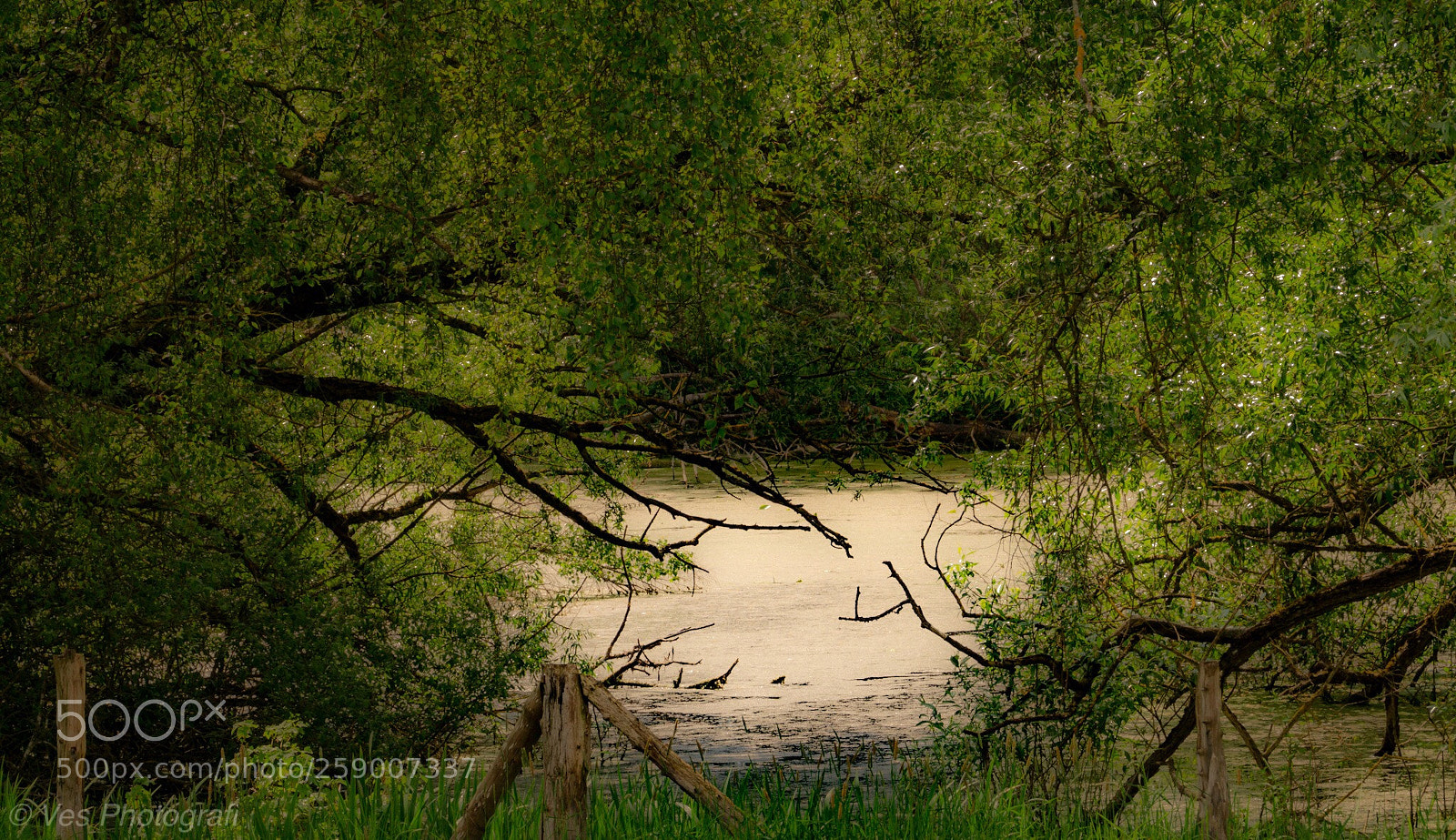 Sony SLT-A58 sample photo. Untitled photography