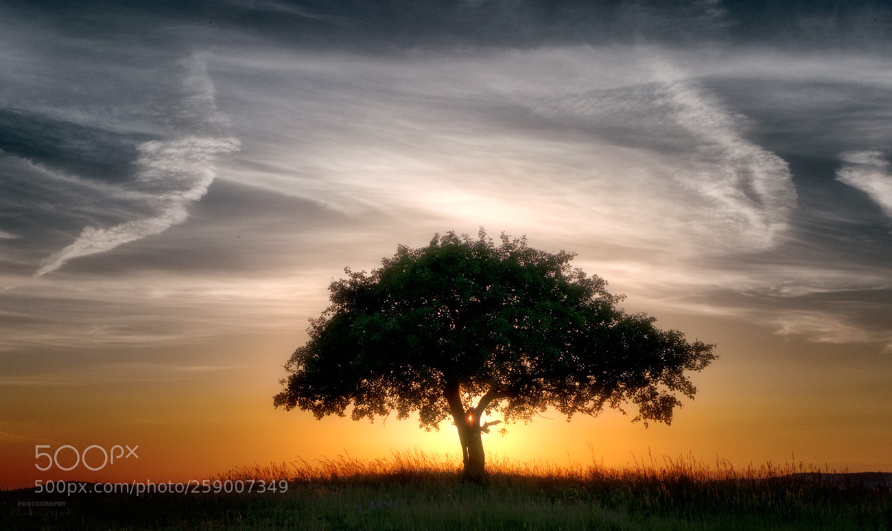 Nikon D5000 sample photo. Lonely tree at sunset photography
