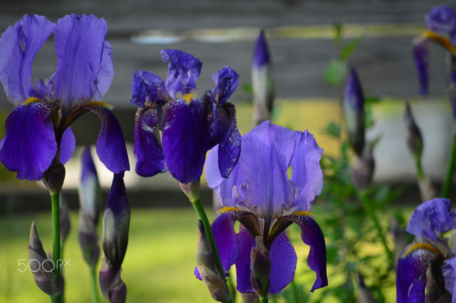 Nikon D3200 sample photo. Iris photography
