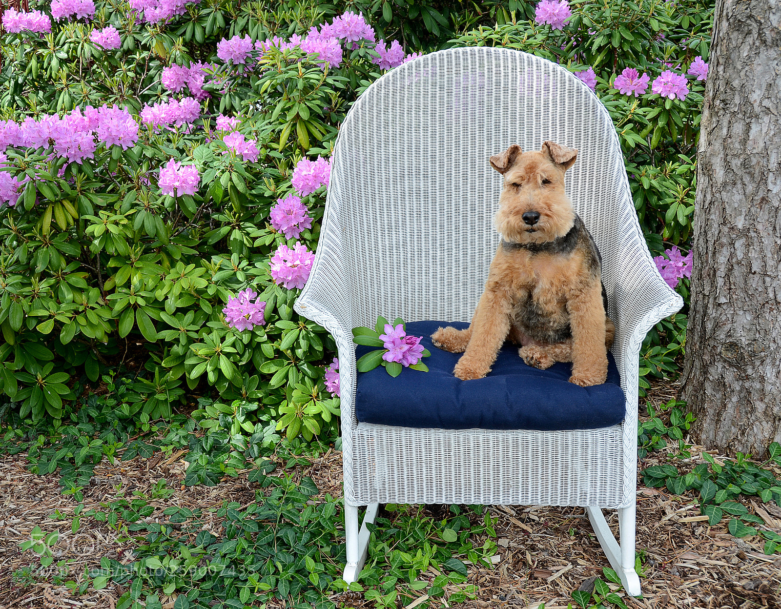 Nikon D7000 sample photo. Welsh terrier in rhododendron photography