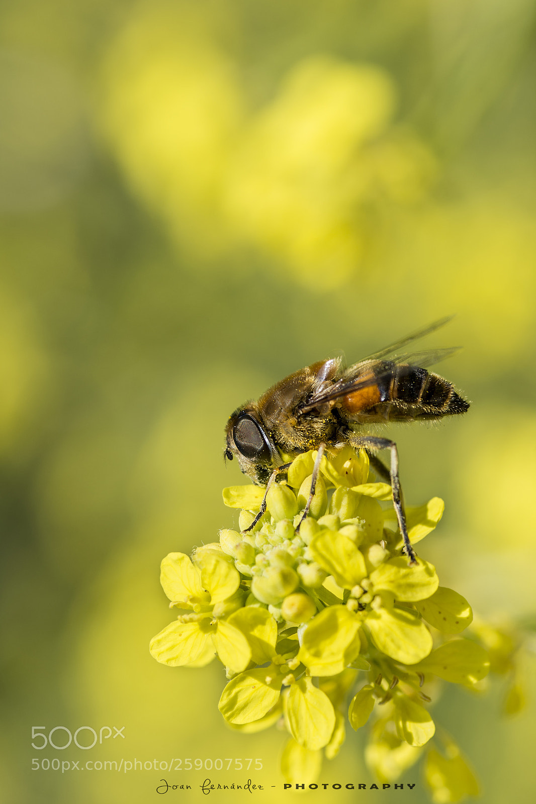 Nikon D7200 sample photo. Bee eating photography