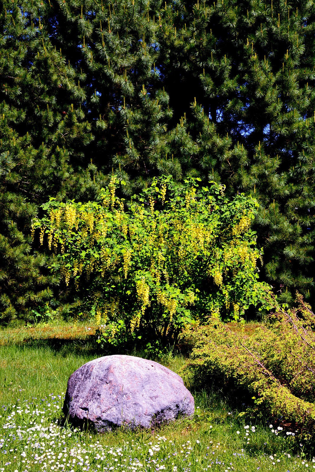 Nikon D5200 sample photo. Golden rain... photography