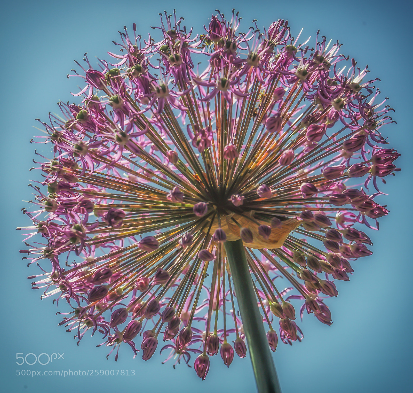 Sony a7 II sample photo. Alium photography