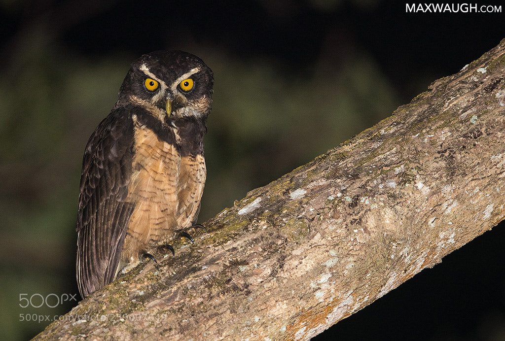 Canon EOS-1D X Mark II sample photo. Spectacled owl photography