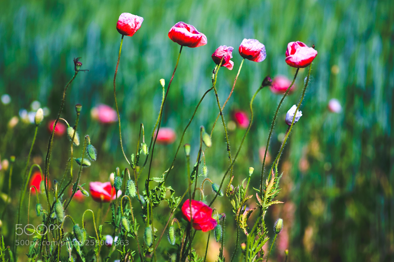 Fujifilm X-Pro1 sample photo. Painted by planar ii. photography