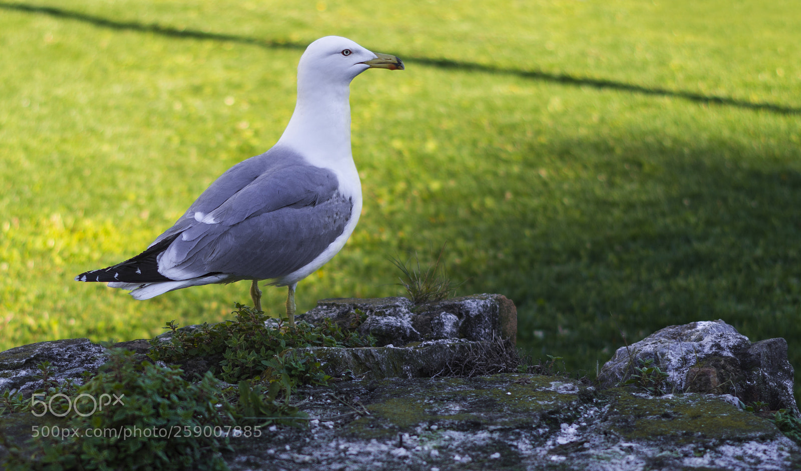 Pentax K-50 sample photo. Seagull photography