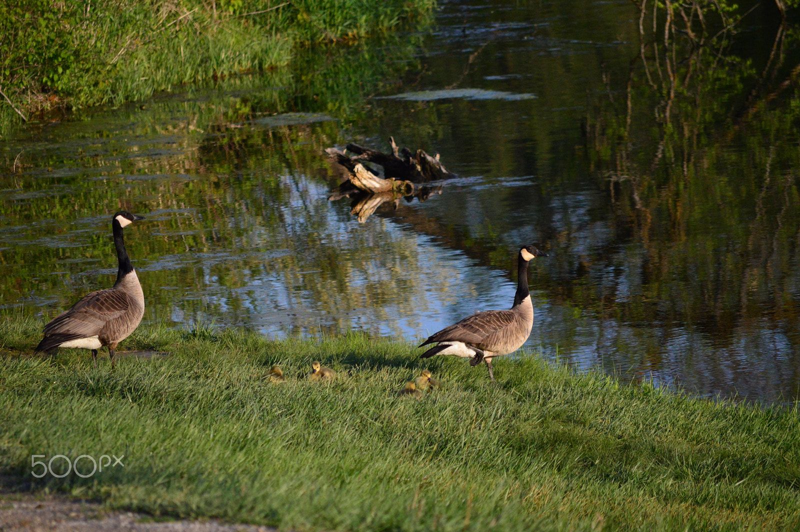 Nikon D3200 sample photo. Geese photography