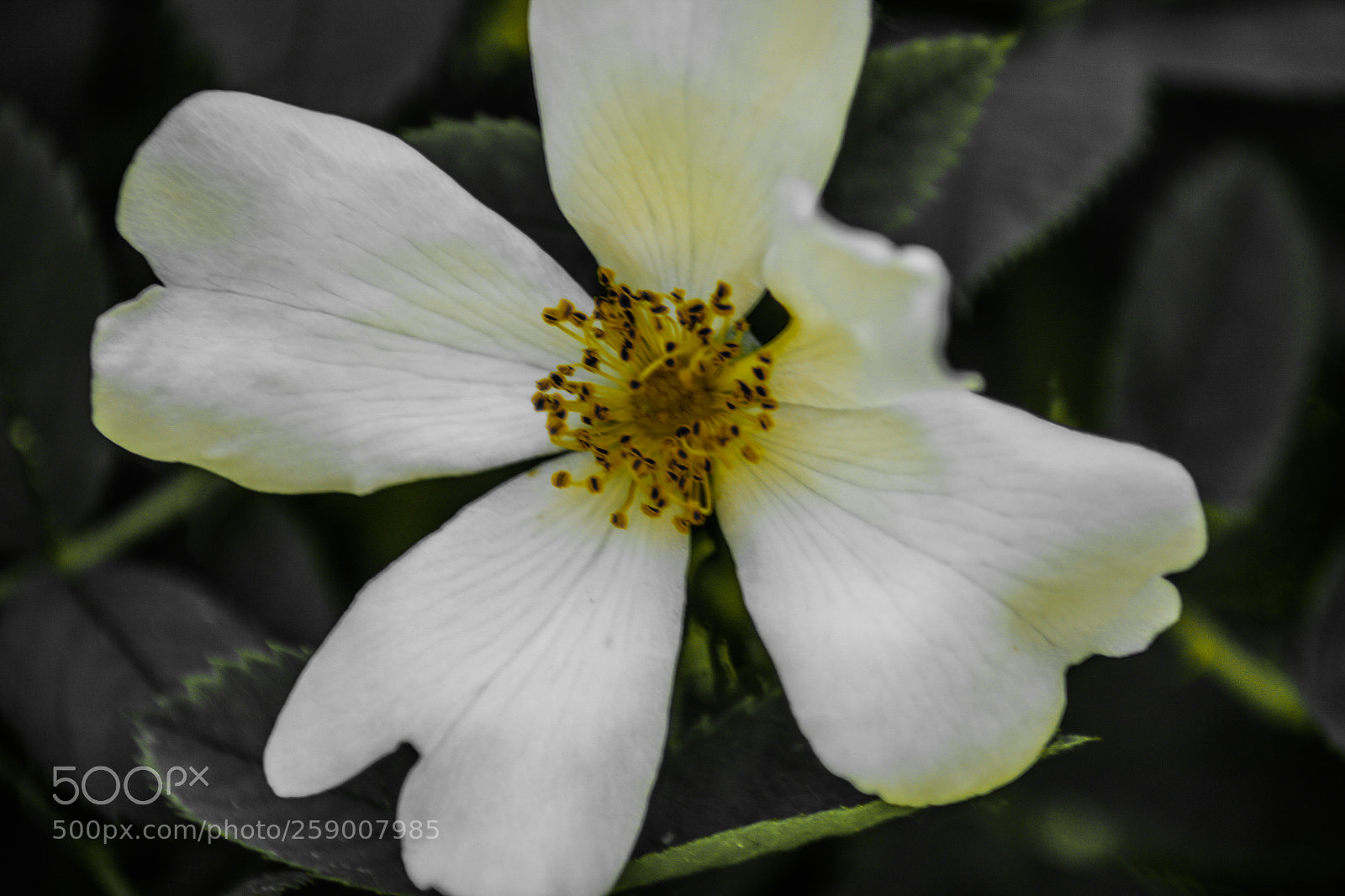 Canon EOS 70D sample photo. Blüte 12 photography