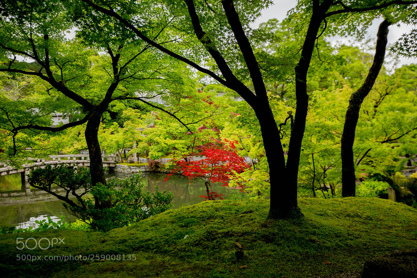 Canon EOS 6D sample photo. Green and red photography