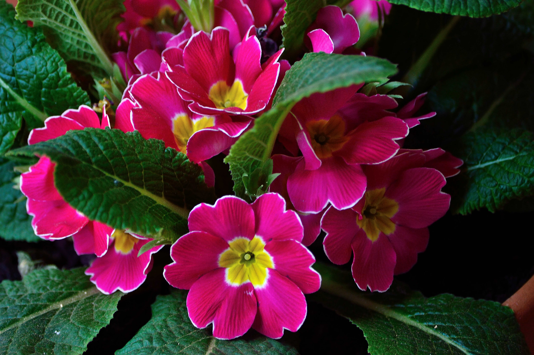 Nikon D3200 sample photo. Flowers photography