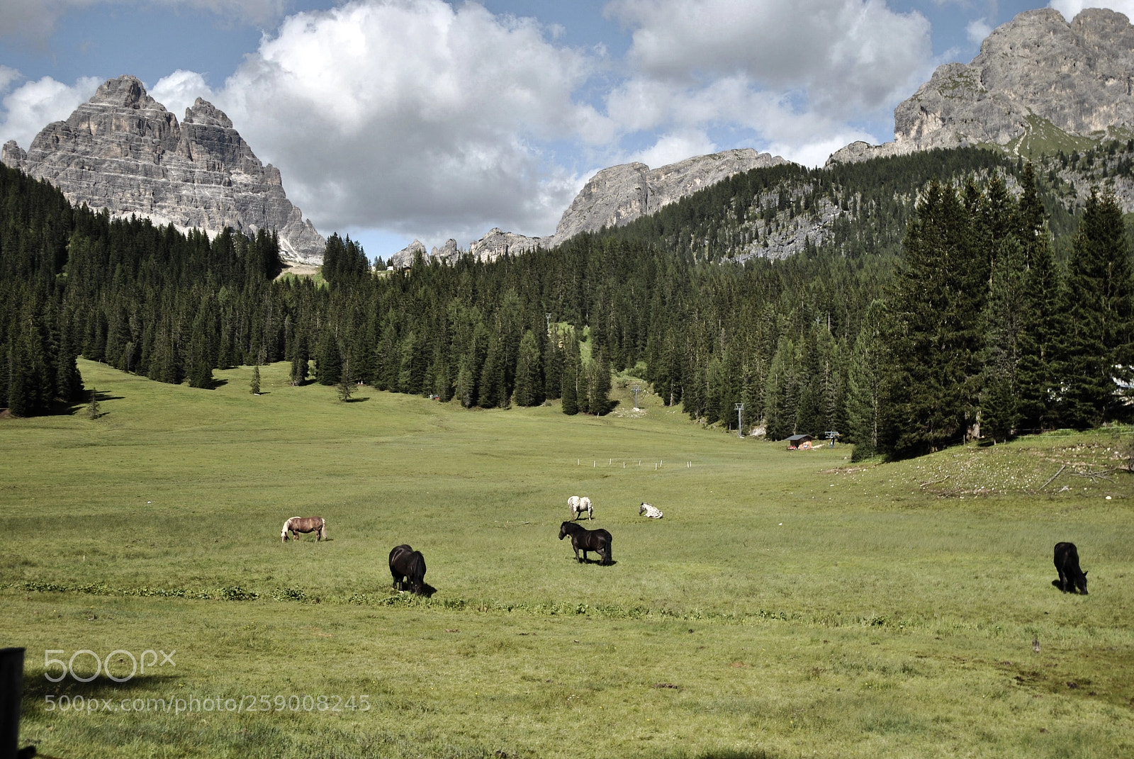 Nikon D3000 sample photo. Free spirit photography